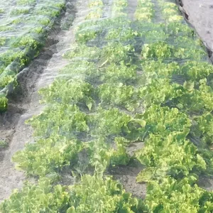 White Anti Insect Net for Greenhouse Ventilation and Pest Prevention thumbnail-2