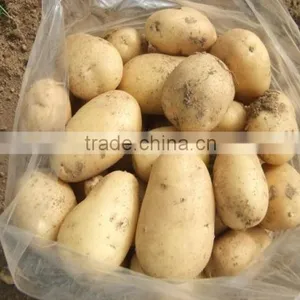 2015 Best Quality of the Potato in Anqiu thumbnail-5