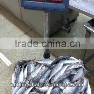 New Ningbo Frozen Fish Canned Jack Mackerel Fish thumbnail-1