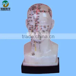 Head Acupuncture Model 20CM BIX-Y1012 thumbnail-1