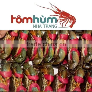 LIVE MUD CRAB (Male/Female) Within Best Quality and Suitable Supplying thumbnail-3