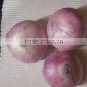 Fresh Red Onion thumbnail-1