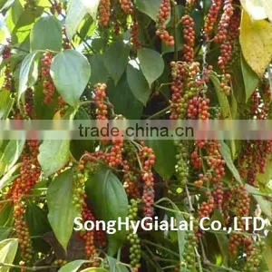 BLACK PEPPER 500GR/L CLEANED thumbnail-2