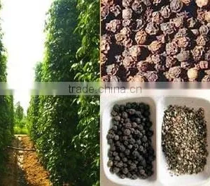 BLACK PEPPER VILACONIC thumbnail-4