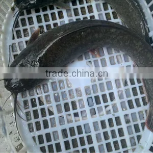 High Quality Natural Whole Frozen Catfish for Asia Sales thumbnail-1