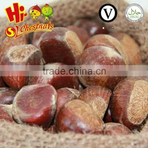 New Crop Bulk Fresh Chestnuts for Sale, Shandong Chestnuts,Taian Chestnuts thumbnail-2