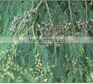 Thuja Plicata Excelsa Plant thumbnail-1