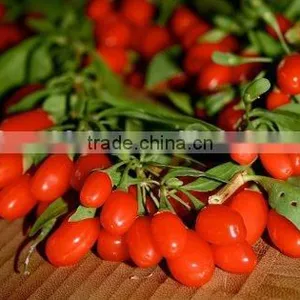 Goji Berry thumbnail-1