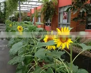 Shanghai Detan Mushroom & Truffles Co., Ltd. company overview - view 1 thumbnail