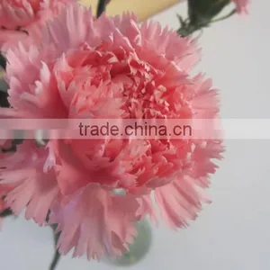 Fresh Cut Flowers Carnation Varieties Flowers thumbnail-2