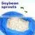 Best Bean Sprout Growing Machine Automatic Sprout Soya Beans Machinery thumbnail-2