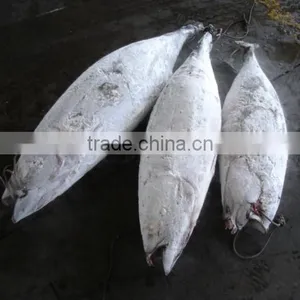 Frozen Sea Frozen Tuna thumbnail-1