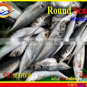 FROZEN MARUADSI WHOLE ROUND (ROUND SCAD) thumbnail-3