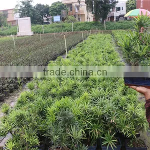 Podocarpus Outdoor Bonsai Export Wholesale thumbnail-3
