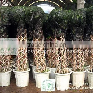 Ficus Cage Shape Potted thumbnail-1