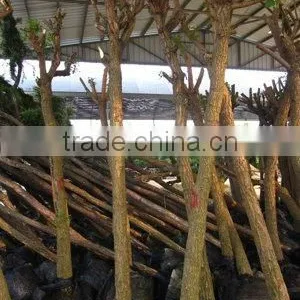 Erythrina Crista Packing for Loading thumbnail-1