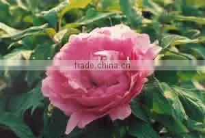 Tree Peony Plant Root Jia Ge Jin Zi thumbnail-1