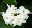 JASMINE ABSOLUTE OILS thumbnail-1