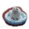 Sell Pet Cushion thumbnail-1
