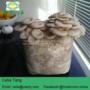 Dried Oyster Mushroom thumbnail-2