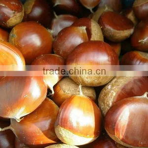 Fresh Chinese Chestnut thumbnail-1