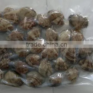 Multi-Language Sites Frozen Short Neck Clam With Shell Frozen Short Neck Clam With Shell Frozen Short Neck Clam With Shell Froz thumbnail-4
