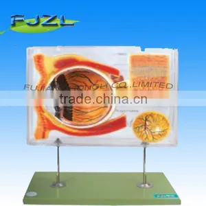 Show-Case For Human Eye Model thumbnail-1