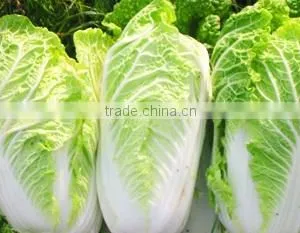 Organic Chinese Cabbage thumbnail-1