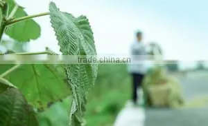 Rongchang Yesm Autumn Cultrual Development Co., Ltd. company overview - view 1 thumbnail