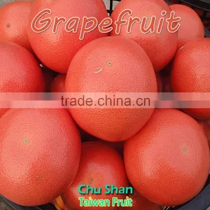 Fresh Grapefruit Best Price thumbnail-5