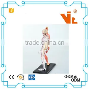 V-HM03 4D MASTER Human Tissue Model - Skeletal Muscle and Nerve Assembly thumbnail-3
