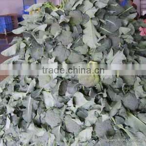 Chinese Fresh Broccoli (11-13cm ) From New Farm thumbnail-5