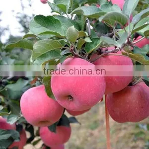 Fresh Huaniu Apple From Gansu Province Fresh Huaniu Apple thumbnail-3