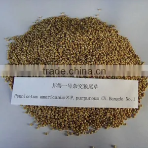 Hot!!! Farm Grass Seed (Pennisetum Americanum * P.purpureum CV.Bangde No.1) thumbnail-1