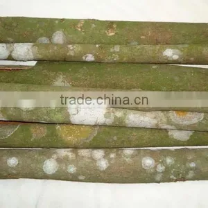 Vietnam Cassia Whole Tube High Quality thumbnail-5