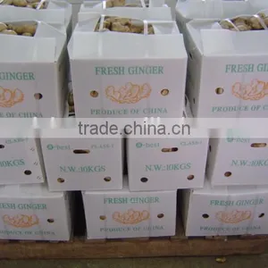 Chinese Fresh Air Dried Ginger thumbnail-6