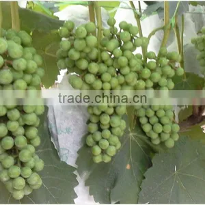 Chinese Biggest Supplier Agrolink Humate 70ha+15fa+14k2o Folibor Boron Fertilizers thumbnail-6