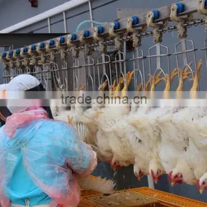 Hot Selling Portable Chicken Broiler Slaughter Line Dressing Line House 008618052092685 thumbnail-5