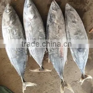 Skipjack Tuna BQF Loin thumbnail-2