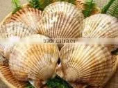 LIVE FRESH/FROZEN SCALLOPS in Shell From Hokkido Japan thumbnail-2