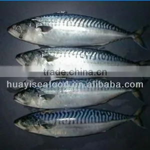 Frozen W/R Pacific Mackerel High-quality Seafood Fresh Fish thumbnail-4