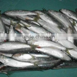 Professional Whole Sardine Bait for Sale thumbnail-3