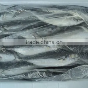 Frozen Horse Mackerel thumbnail-1