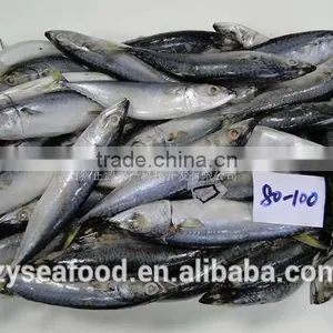 New Stock Horse Mackerel/scad Supplier for Export thumbnail-1