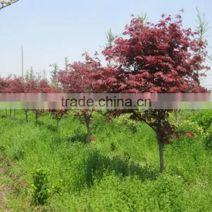 Acer Palmatum thumbnail-1