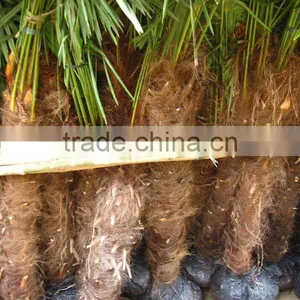 Trachycarpus Fortunei Fan Palm thumbnail-1