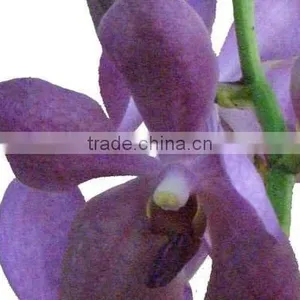 Fresh Cut Orchids, Mokara Orchids, Fresh Cut Stem thumbnail-1