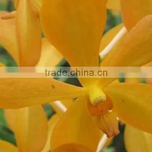 Fresh Cut Orchids, Mokara Orchids, Fresh Cut Stem thumbnail-1