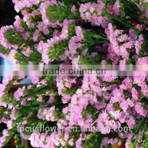 Ornamental Plants Myosotis Cut Flowers Statice From Yunnan thumbnail-1
