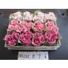 Foam Rose thumbnail-3